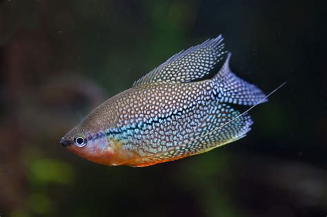 Gouramis, or gouramies / ɡʊˈrɑːmi /, are a group of freshwater anabantiform fish that comprise the family Osphronemidae. The fish are native to Asia —from the Indian Subcontinent to Southeast Asia and northeasterly towards Korea. The name "gourami", of Indonesian origin, is also used for fish of the families Helostomatidae and Anabantidae . 